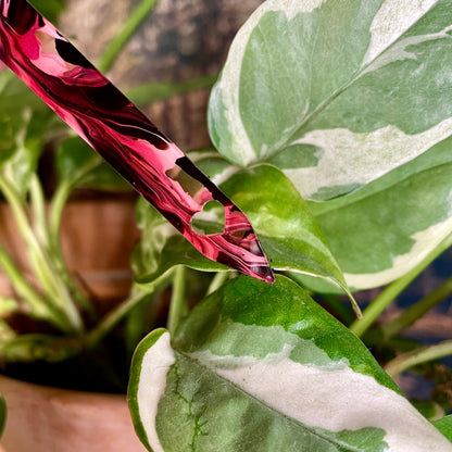 [CONTRÔLE TECHNIQUE] Pic à plante "M'oublie pas dans un coin" en acrylique marbrée rouge/rose, noire, blanche et transparente